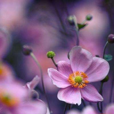 百人牛牛游戏软件手机app下载