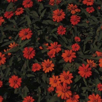 大发彩票appapp下载