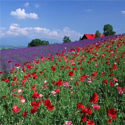 bat365官网登录入口