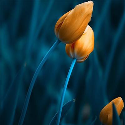 电玩舞会森林手机app下载