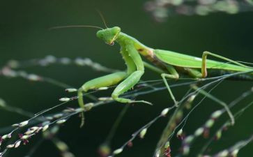 螳螂优秀作文6篇