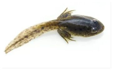 养蝌蚪教案最新8篇