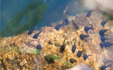 养蝌蚪教案精选5篇