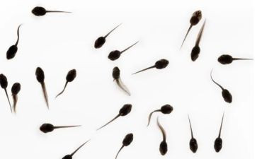 小蝌蚪来了教案优质8篇