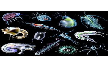 冀教版八上生物教学计划5篇