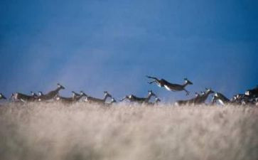 《斑羚飞渡》读书心得精选7篇