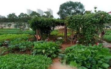 炒菜炒菜的作文优秀8篇