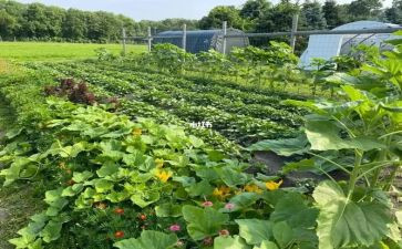 炒菜炒菜的作文优质5篇