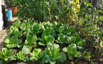 炒菜的作文精选6篇