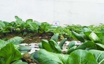 蔬菜宝宝营养多教案7篇