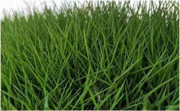 神农尝百草读后感5篇