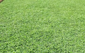 小学草的教案通用8篇