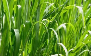 稻草读后感300字8篇