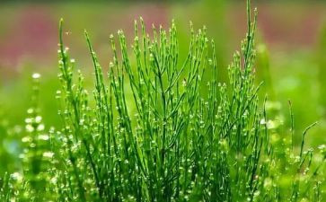 400字草房子读后感通用6篇