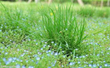 兰小草读后感6篇