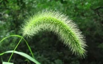 《小草》读后感通用5篇