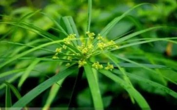 小草满分作文6篇