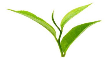 关于茶的调研报告6篇