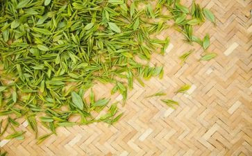 采茶扑蝶教案6篇