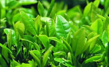 茶的培训总结参考6篇