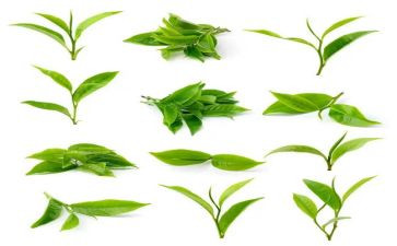 茶知识培训总结最新8篇
