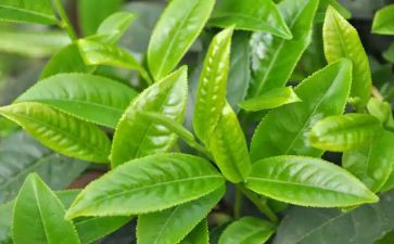 茶的培训总结6篇