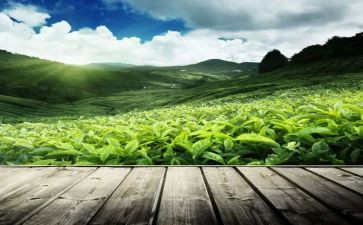 不是茶读后感参考7篇