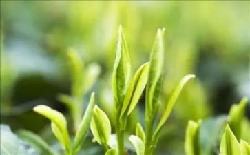 有关茶的调查报告推荐5篇