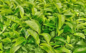 销售茶年终总结通用8篇