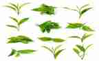 茶知识培训总结最新8篇