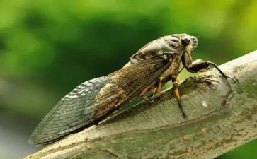 和蝉有关的读后感作文8篇