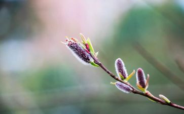 春节感悟的作文8篇