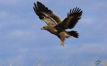 木雕羚羊读后感7篇