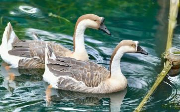 外星鹅读后感6篇