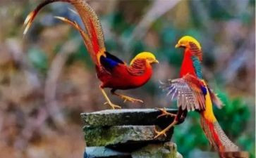 游凤凰的作文推荐5篇