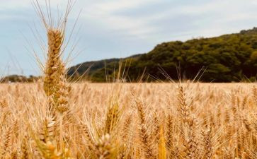 中班丰收了教案7篇