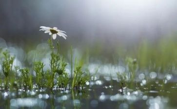 风雨中,我_______作文5篇