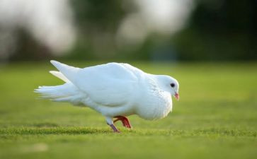 鸽子优秀作文7篇