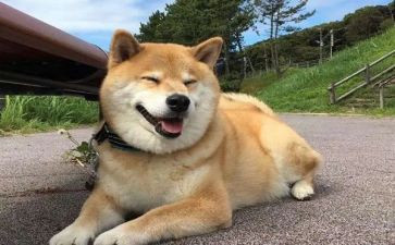 小狗作文200字5篇