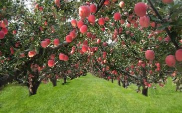 果园租赁合同5篇