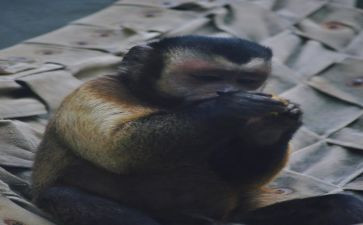 《兵猴》读后感5篇