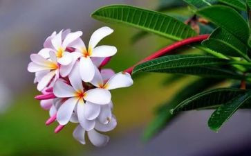 《迎春花》教案5篇