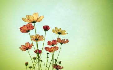 彩虹色的花教案7篇