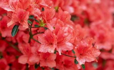桃花读后感300字7篇