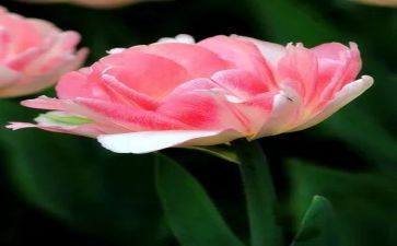 写关于花的作文8篇