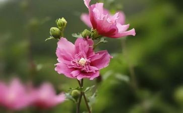 写关于花的作文优质8篇