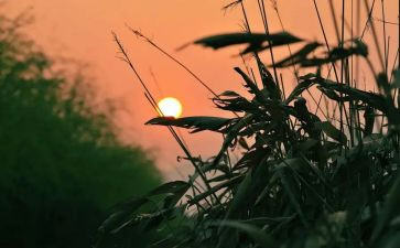 《秋天的怀念》的读后感5篇