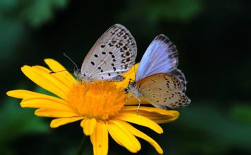 蝴蝶启示作文8篇