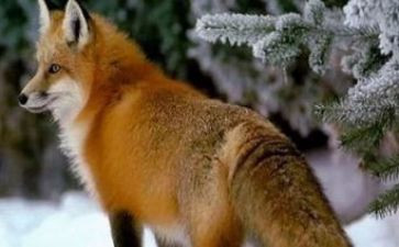 狐狸狗读后感通用8篇