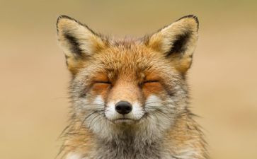 狗和狐狸读后感通用6篇